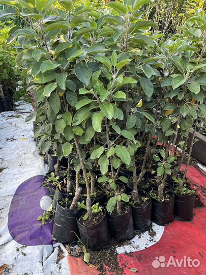 Яблоня Колоновидная