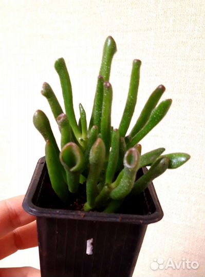 Крассула овата хоббит (ушки Шрека)