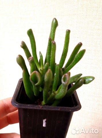 Крассула овата хоббит (ушки Шрека)