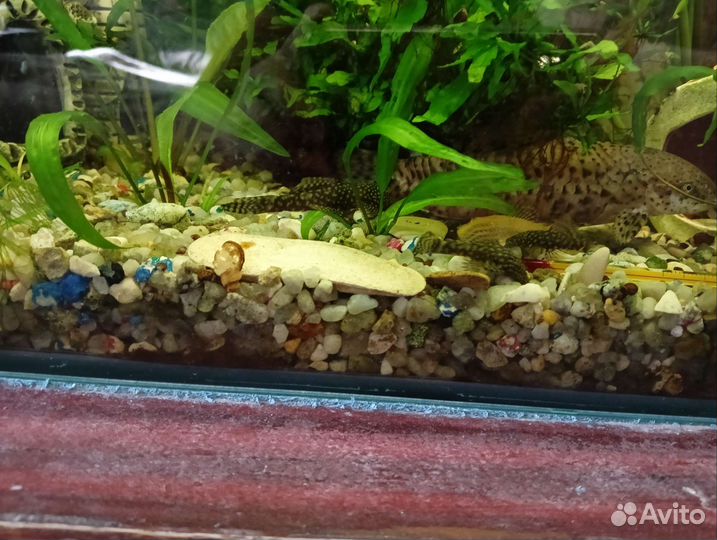 Аквариумные сомы