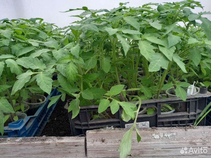 Рассада помидор