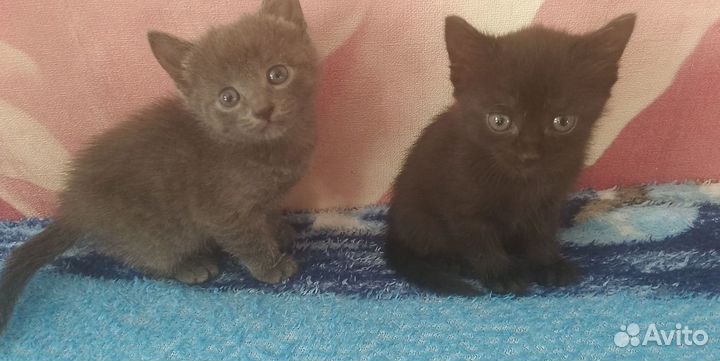 Котята в добрые руки даром