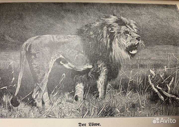 Антикварная Немецкая Книга, Картины из Жизни 1923г