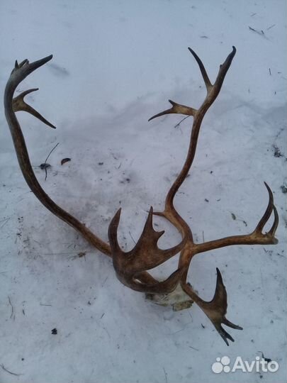 Рога оленя