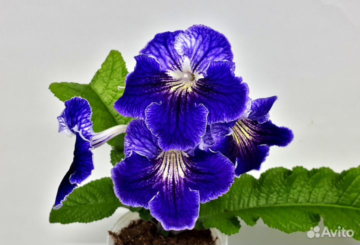 Стрептокарпусы