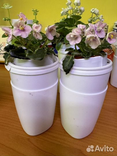 Фиалка сортовая