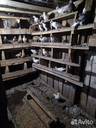 Бакинские бойные голуби