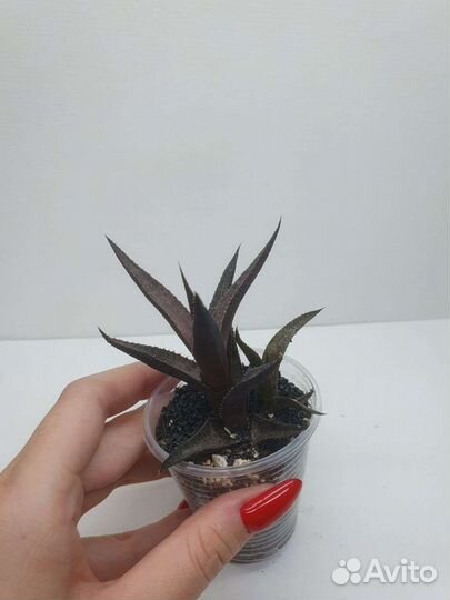 Суккуленты разные