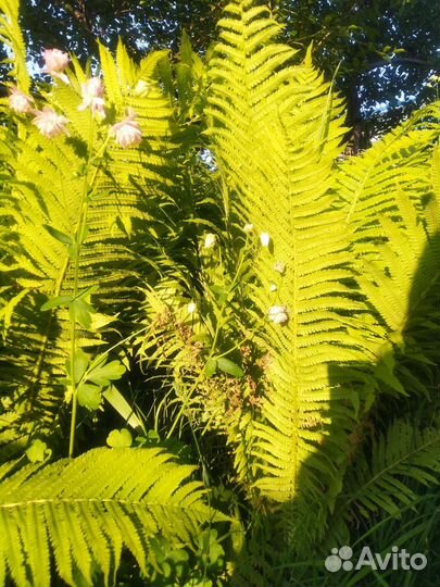 Папоротник садовый