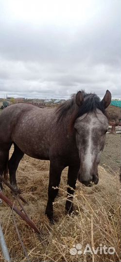 Жеребец 2,5 года