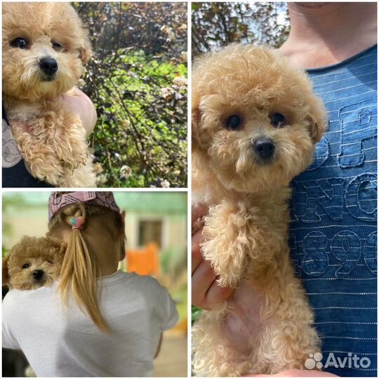 Мальтипу f1 щенок