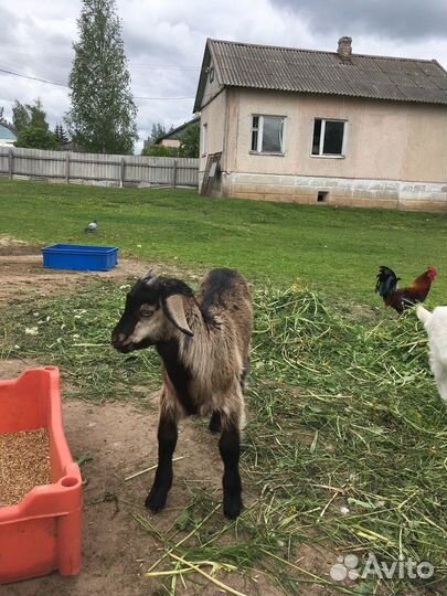 Продам козлят