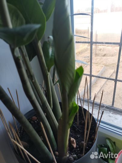 Замиокулькас