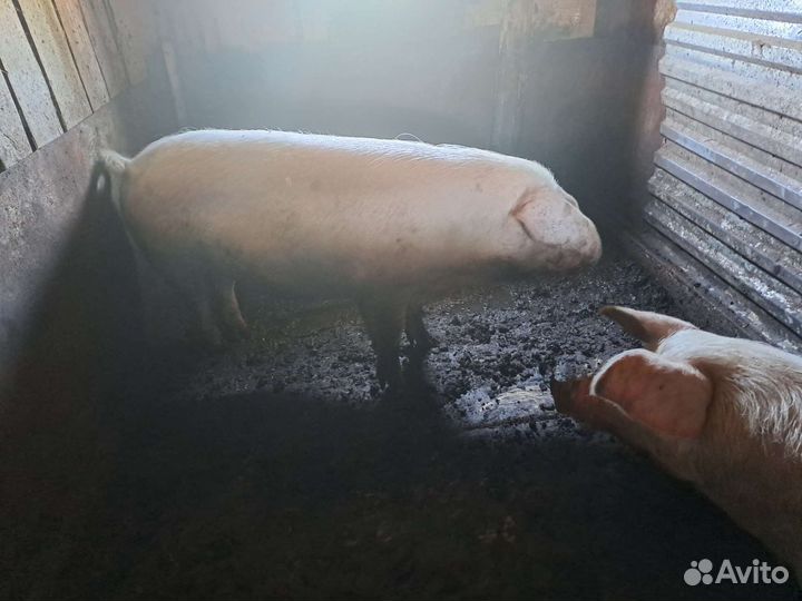 Поросенок ландрас