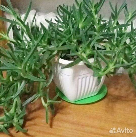 Карпобротус