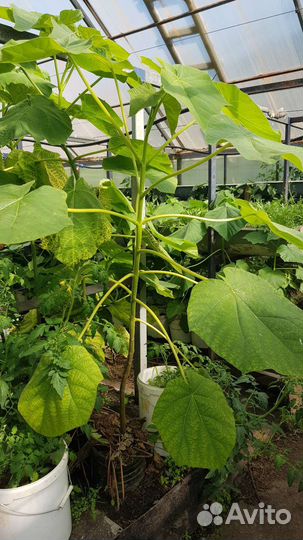 Саженцы Павловнии