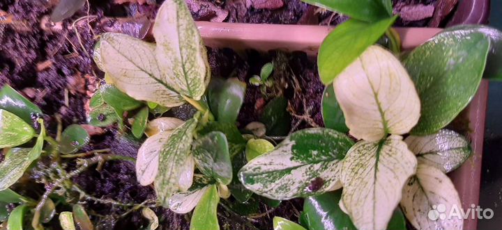 Аквариумные растения, креветки, улитки, рыбки