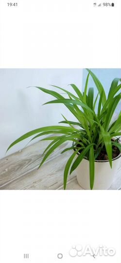 Комнатные цветы бесплатно Хлорофитум (отростки)