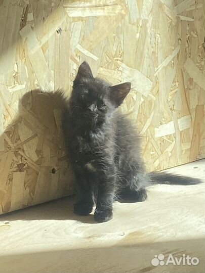 Котенок девочка