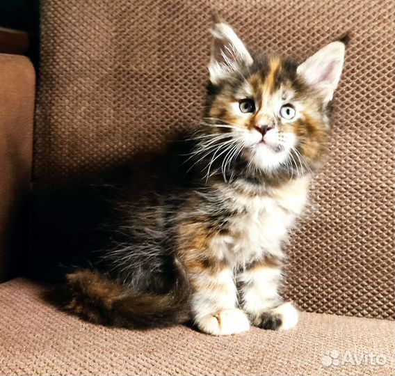 Котята мейн-кун