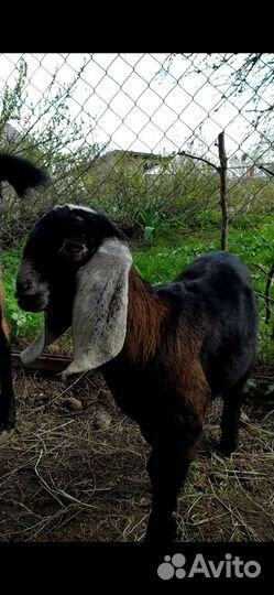 Англо-нубийские козочки (Австралия+Англия)