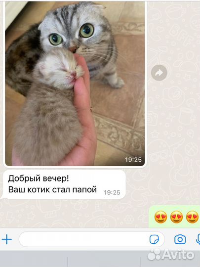 Котик на вязку