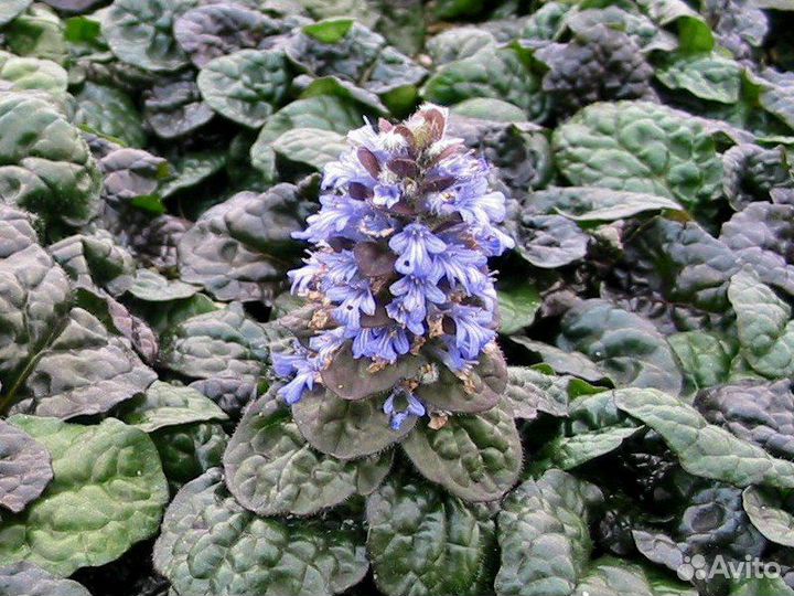 Многолетние садовые цветы и злаки