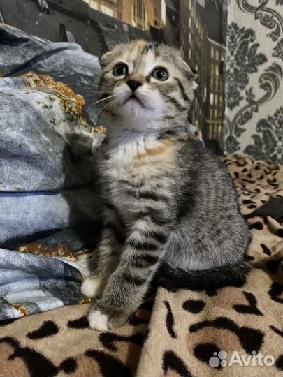 Вислоухие котята