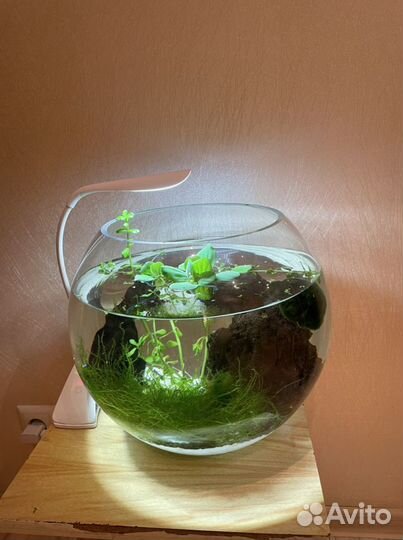 Предлагаю круглый аквариум