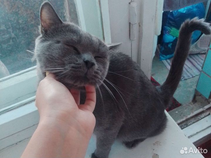 Британец в добрые руки