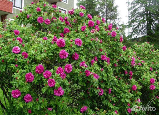 Аквилегии, незабудка, роза и др