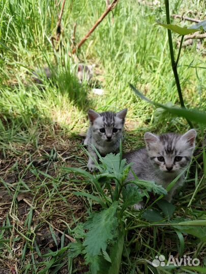 Котята в добрые руки бесплатно