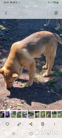 Щенки в добрые руки