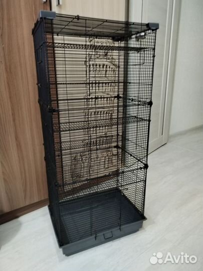 Крысы Декоративные