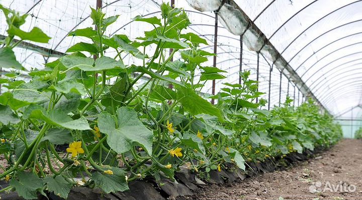 Сборщик вахта