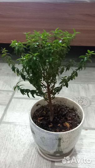 Комнатные цветы
