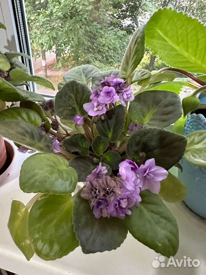 Фиалки цветущие в горшке