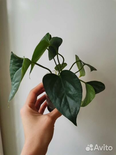 Антуриум красный