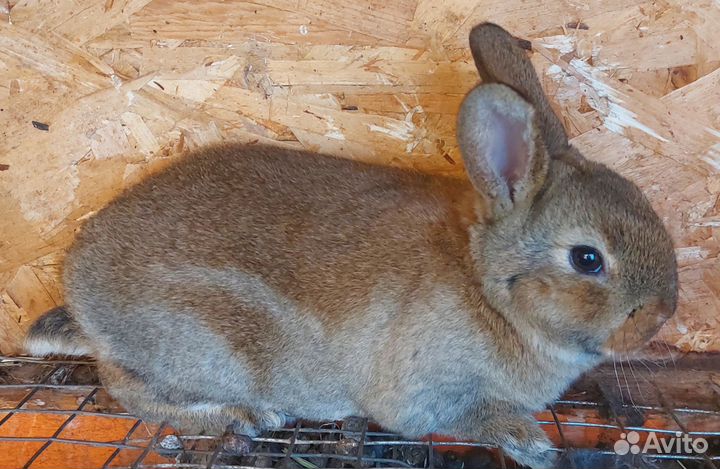 Крольчата Рексы