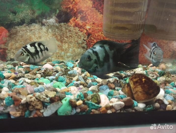 Аквариум с рыбками