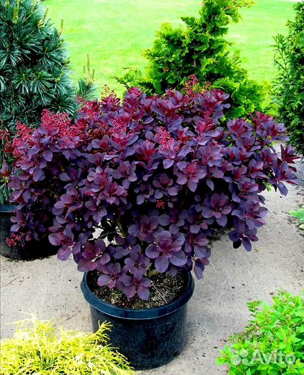 Скумпия Роял Перпл