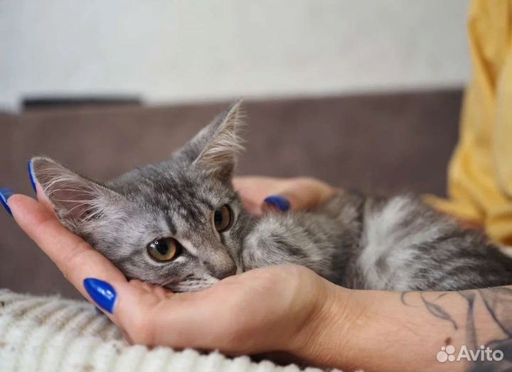 Котенок Ёжик в добрые руки, 3 месяца