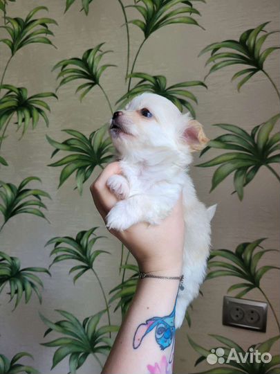 Щенок чихуахуа. Мальчик