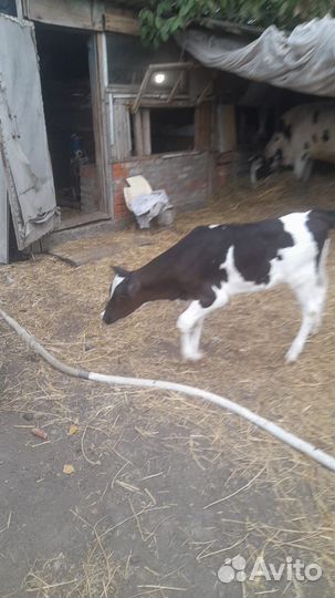 Сельхоз животные