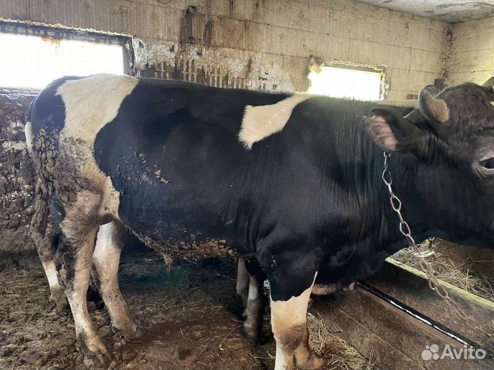 Быки на мясо