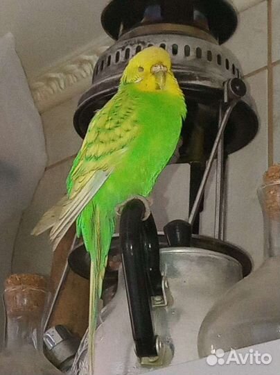 Волнистые попугаи, зрелые, только парами, клетки
