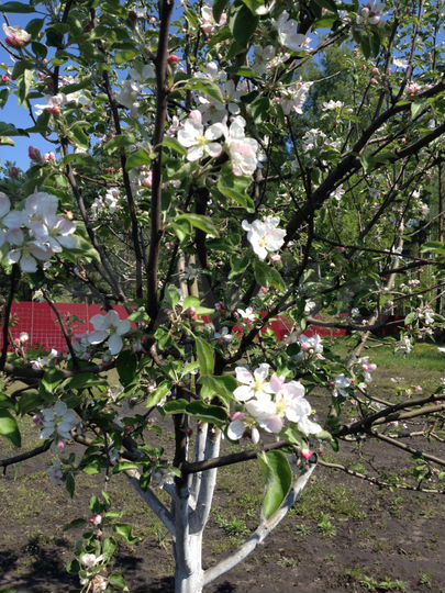 Дача 20 м² на участке 14,1 сот.