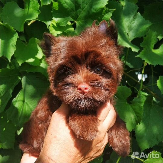 Йорочка цветная шоколадная