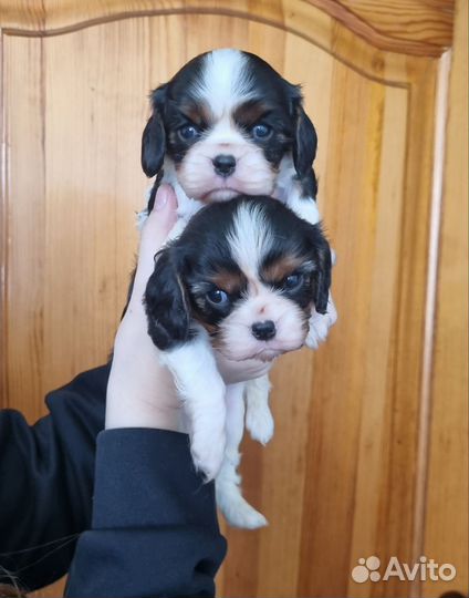 Щенки Кавалер кинг чарльз спаниель РКФ