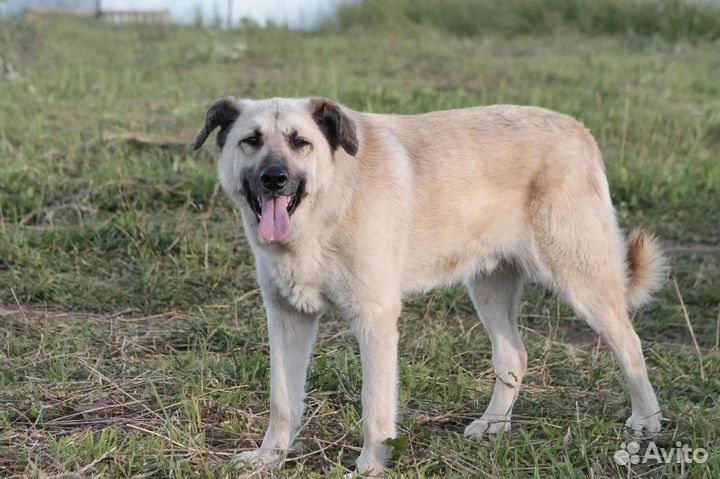 Воспитанный мальчик ищет дом, в добрые руки